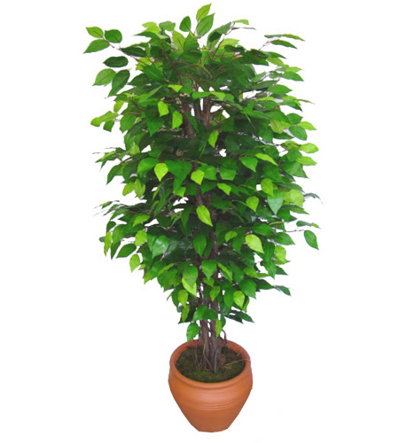 Ficus Benjamin 1,50 cm   Diyarbakr ucuz iek gnder 