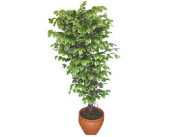 Ficus zel Starlight 1,75 cm   Diyarbakr iek gnderme 