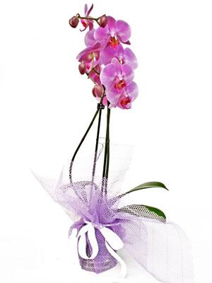  Diyarbakr ucuz iek gnder  Kaliteli ithal saksida orkide