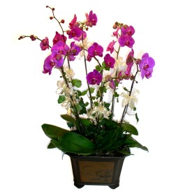  Diyarbakr iek gnderme  4 adet orkide iegi
