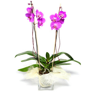  Diyarbakr iek online iek siparii  Cam yada mika vazo ierisinde  1 kk orkide