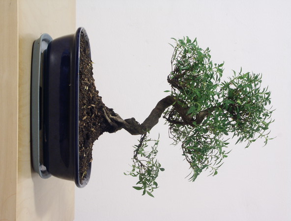 ithal bonsai saksi iegi  Diyarbakr iek gnderme sitemiz gvenlidir 