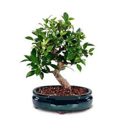 ithal bonsai saksi iegi  Diyarbakr yurtii ve yurtd iek siparii 