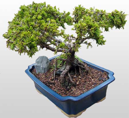 ithal bonsai saksi iegi  Diyarbakr gvenli kaliteli hzl iek 
