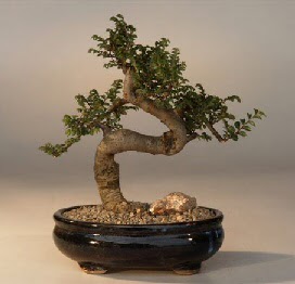 ithal bonsai saksi iegi  Diyarbakr iek , ieki , iekilik 