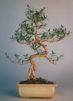  Diyarbakr iek online iek siparii  ithal bonsai saksi iegi  Diyarbakr iek gnderme sitemiz gvenlidir 