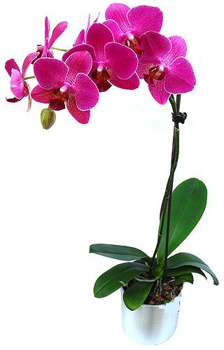  Diyarbakr gvenli kaliteli hzl iek  saksi orkide iegi