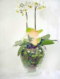  Diyarbakr iek online iek siparii  Cam yada mika vazoda zel orkideler