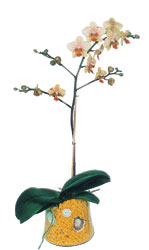  Diyarbakr iek yolla  Phalaenopsis Orkide ithal kalite