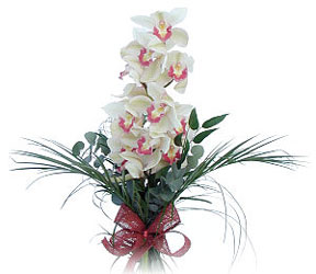  Diyarbakr yurtii ve yurtd iek siparii  Dal orkide ithal iyi kalite