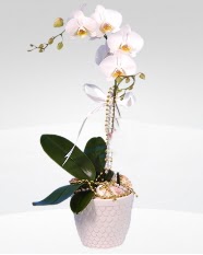 1 dallı orkide saksı çiçeği  Diyarbakır online çiçek gönderme sipariş 