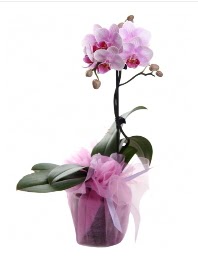 1 dal pembe orkide saksı çiçeği  Diyarbakır çiçekçiler 