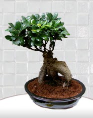 saks iei japon aac bonsai  Diyarbakr iekiler 