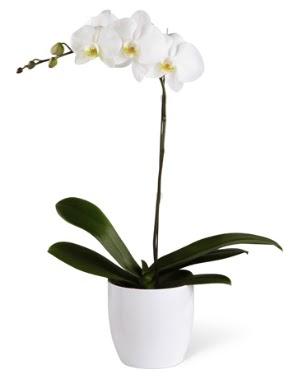 1 dall beyaz orkide  Diyarbakr iek , ieki , iekilik 
