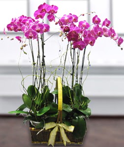 4 dall mor orkide  Diyarbakr internetten iek siparii 