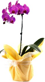  Diyarbakr yurtii ve yurtd iek siparii  Tek dal mor orkide saks iei