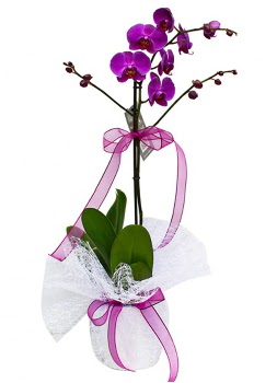 Tek dall mor orkide  Diyarbakr hediye sevgilime hediye iek 