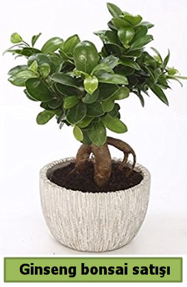 Ginseng bonsai japon aac sat  Diyarbakr hediye sevgilime hediye iek 