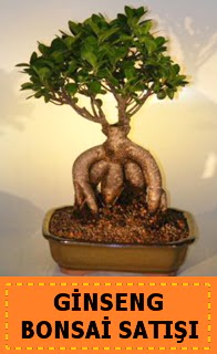 Ginseng bonsai sat japon aac  Diyarbakr iek gnderme 