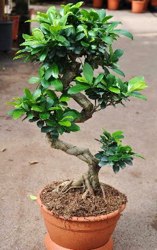 Orta boy bonsai saks bitkisi  Diyarbakr nternetten iek siparii 