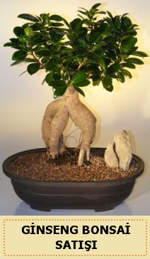 thal Ginseng bonsai sat japon aac  Diyarbakr yurtii ve yurtd iek siparii 