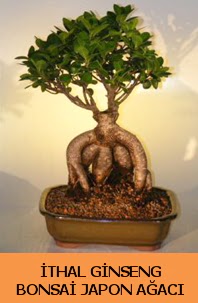 thal japon aac ginseng bonsai sat  Diyarbakr cicekciler , cicek siparisi 