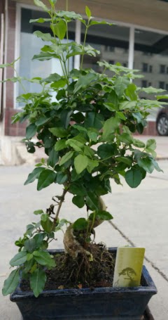 Bonsai japon ağacı saksı bitkisi  Diyarbakır çiçek gönderme sitemiz güvenlidir 