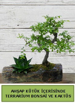 Ahap ktk bonsai kakts teraryum  Diyarbakr nternetten iek siparii 