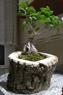 Ahap ktk ierisinde ginseng bonsai  Diyarbakr nternetten iek siparii 