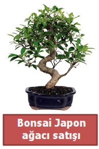 Japon aac bonsai sat  Diyarbakr yurtii ve yurtd iek siparii 