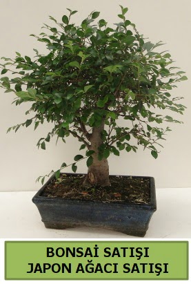 Minyatr bonsai japon aac sat  Diyarbakr uluslararas iek gnderme 