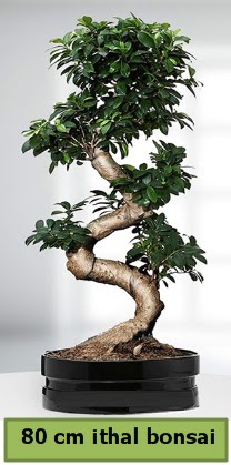 80 cm özel saksıda bonsai bitkisi  Diyarbakır hediye sevgilime hediye çiçek 