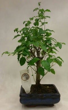 Minyatr bonsai japon aac sat  Diyarbakr hediye sevgilime hediye iek 