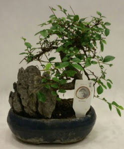 thal 1.ci kalite bonsai japon aac  Diyarbakr iek online iek siparii 