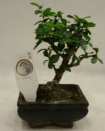 Kk minyatr bonsai japon aac  Diyarbakr anneler gn iek yolla 