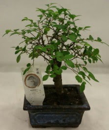 Minyatr ithal japon aac bonsai bitkisi  Diyarbakr iek online iek siparii 