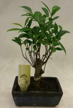 Japon aac bonsai bitkisi sat  Diyarbakr hediye sevgilime hediye iek 