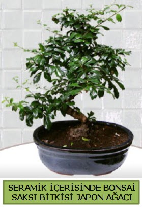 Seramik vazoda bonsai japon aac bitkisi  Diyarbakr yurtii ve yurtd iek siparii 