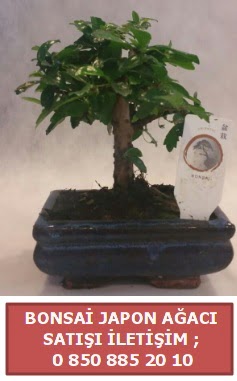 Japon aac minyar bonsai sat  Diyarbakr iek online iek siparii 