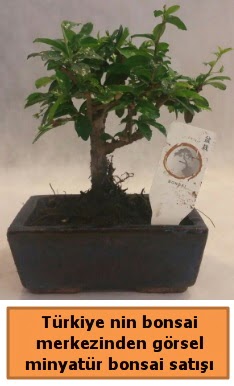 Japon aac bonsai sat ithal grsel  Diyarbakr 14 ubat sevgililer gn iek 