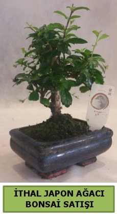 thal japon aac bonsai bitkisi sat  Diyarbakr hediye sevgilime hediye iek 