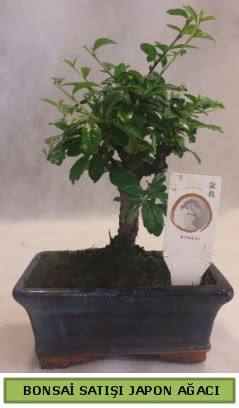 Minyatr bonsai aac sat  Diyarbakr anneler gn iek yolla 