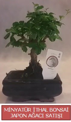 Kk grsel bonsai japon aac bitkisi  Diyarbakr iek servisi , ieki adresleri 