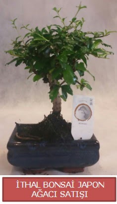 thal kk boy minyatr bonsai aa bitkisi  Diyarbakr hediye sevgilime hediye iek 