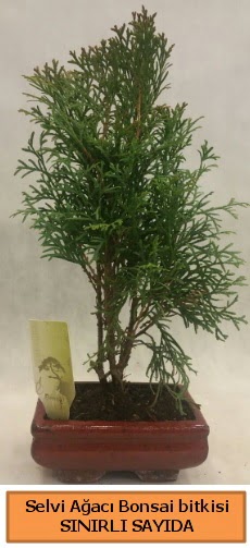 Selvi aac bonsai japon aac bitkisi  Diyarbakr iek online iek siparii 