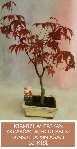 Amerikan akaaa Acer Rubrum bonsai  Diyarbakr iek sat 