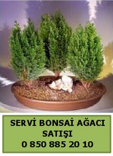 BONSA 3 L SERV BONSA AACI  Diyarbakr hediye sevgilime hediye iek 