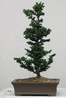 am aac bonsai bitkisi sat  Diyarbakr hediye sevgilime hediye iek 