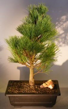 am aac japon aac bitkisi bonsai  Diyarbakr hediye sevgilime hediye iek 