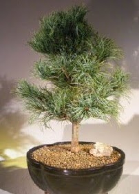 am aac bonsai bitkisi sat  Diyarbakr iek maazas , ieki adresleri 
